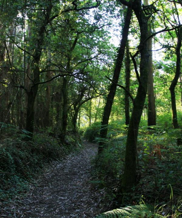 Ruta de los Carballos de Aldariz (Sanxenxo - Pontevedra)